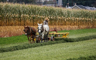 THE AMISH SOLUTION